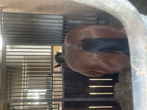 Reitbeteiligung Pflegebeteiligung gesucht 