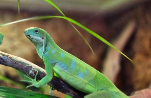 2.1 Brachylopus Fasciatus Fidschi Leguan