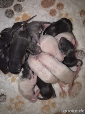 ratten welpen