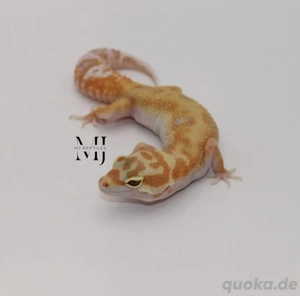 Leopardgecko 0.1 W&Y Tremper Albino 