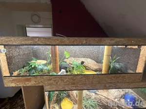 terrarium 180x60x60 voll eingerichtet