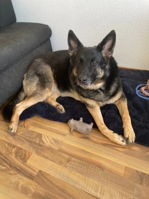 Schäferhündin sucht dringend ein neues Zuhause