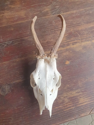 Rehgeweih 10 Stk in gutem Zustand Deko