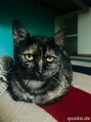 Wunderschöne junge Katze   4 Monate alt   sehr lieb & verspielt   