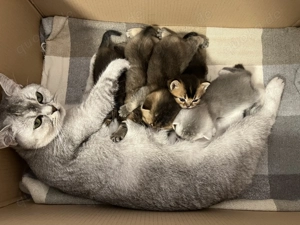 BKH-Babykätzchen-Silver Shell & Black Golden Shaded