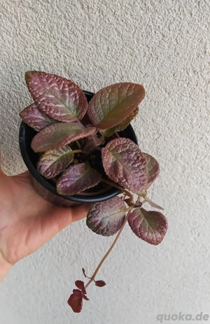 Episcia 'Show time' Gesnerie 