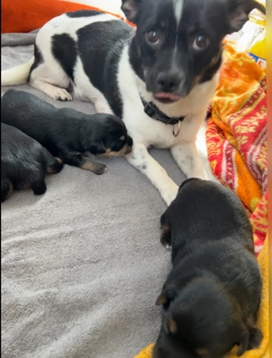 Jackrussel Maltesers mix Welpen 