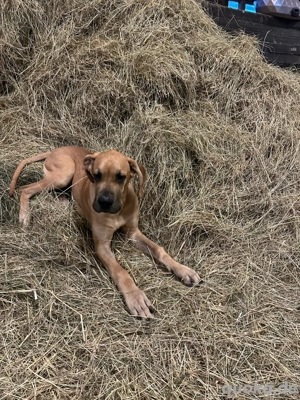 Deutsche Dogge rüde 