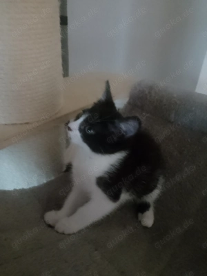 Kätzchen 10 Wochen BKH EKH Bild 4