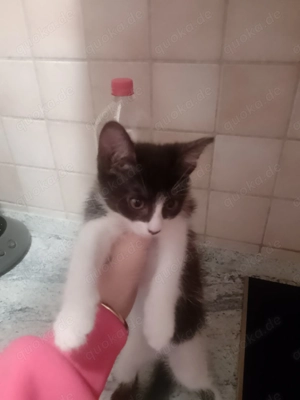 Kätzchen 10 Wochen BKH EKH Bild 3