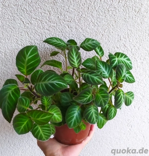 Gloxinella Kohleria lindeniana 