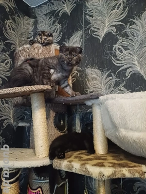 BKH kleine Kätzchen sucht neue zuhause