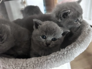  Britisch Kurzhaar Baby-Kätzchen   ab Dezember in liebevolle Hände 