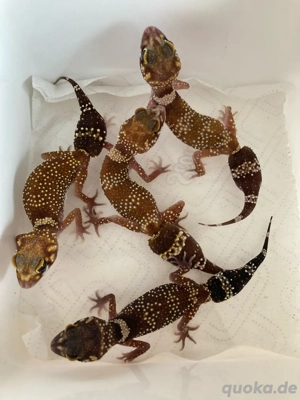 1,3 Underwoodisaurus milii