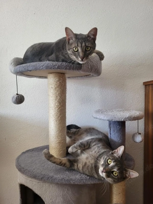 Katzen suchen ein für immer Zuhause 