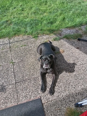 Cane Corso mix Dame 