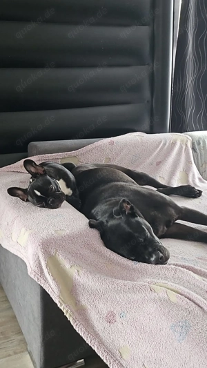 Cane Corso mix Dame  Bild 2