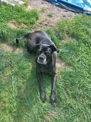 Cane Corso mix Dame  Bild 3