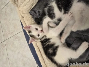 Kitten Suchen ein schönes Zuhause 