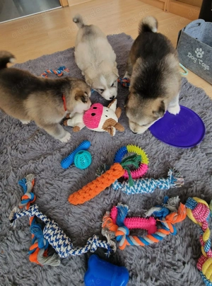 Husky - weißer Schweizer Schäferhund Mix 