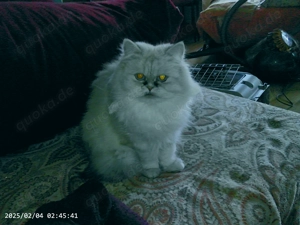 Notfall ! Lissy sucht neues zuhause