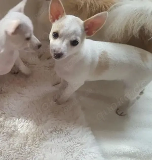 Chihuahua Pomchi Welpe Rüde