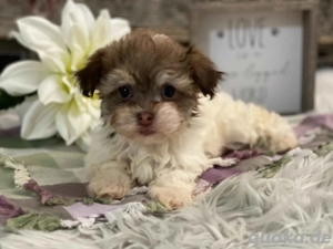 Charmante Riege reinrassiger Havaneser Welpen