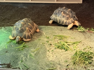 Geochelone Radiata Strahlenschildkröte 