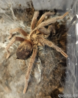 1.0 Neoholothele incei Gold 