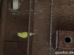 Wellensittichjunge 3Stk.