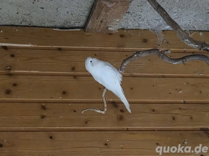 Wellensittichjunge 3Stk.