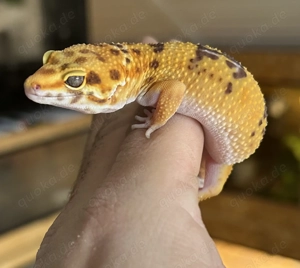 0,1 Leopardgecko Godzilla (Super) Giant Copper Tremper Albino ph Eclipse 