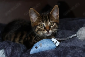 Süße BKH Mischlingskitten suchen neues Zuhause