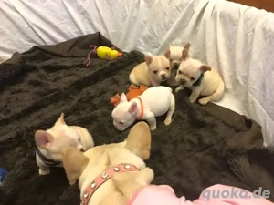 Fünf bezaubernde französische Bulldoggenwelpen suchen ein Zuhause für immer