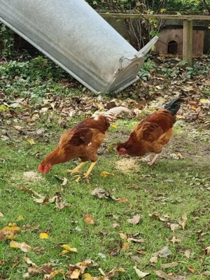 Junge Hähne suchen ein schönes Zuhause 