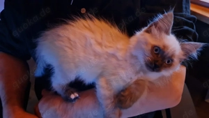 Ragdoll x Maine-Coon Edelmix Kitte, Babys, Kater, gechipt, entwurmt, geimpf. ABGABEBEREIT