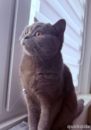 wunderschöner Bkh Kater