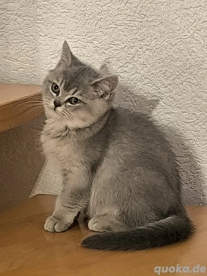 BKH- Katzenbabys abgabebereit 