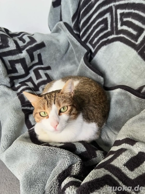 Europäische Kurzhaar Katze