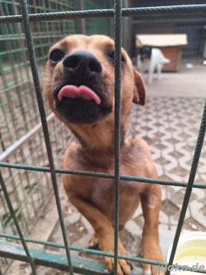     Piroska     sucht ihr körbchen