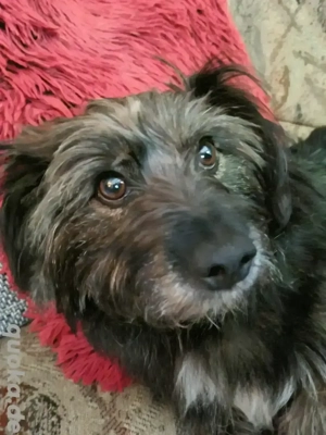 DRINGEND neues Zuhause für Remus gesucht