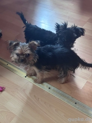 Yorkshire-Pekinese Terrier Welpe