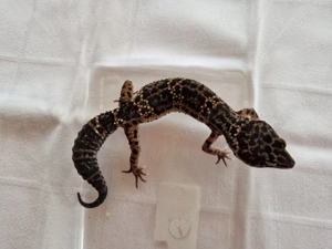 Leopardgecko 0.1 Black Night   Wildtyp 10 2024