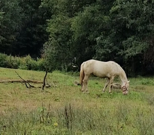 PRE Perlino Deckhengst zu verpachten Bild 2