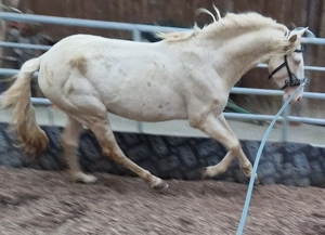 PRE Perlino Deckhengst zu verpachten Bild 3