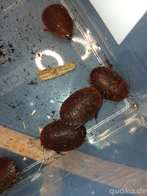 Pfefferschaben klein bis mittel