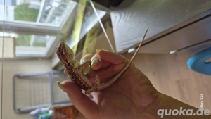 batagam mit terrarium