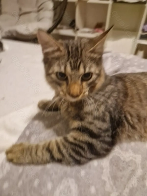 2 Kater sehr verschmust,  toll Persönlichkeiten 