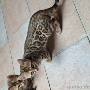 Reinrassige Bengal kitten mit Stammbaum.