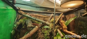 Bestandsaufgabe Bahamaanolis   Sagrei 